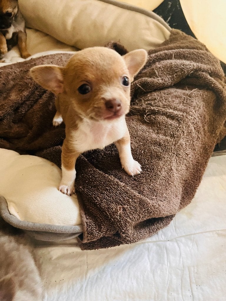 Nog 2 mooie Chihuahua Pups te koop, België, Particulier, 8 tot 15 weken, Meerdere