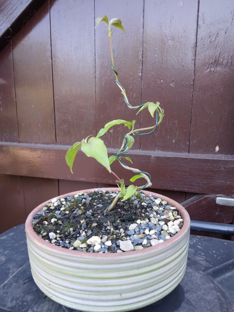 Bonsai, Ophalen, Rond, Zo goed als nieuw, Tuin