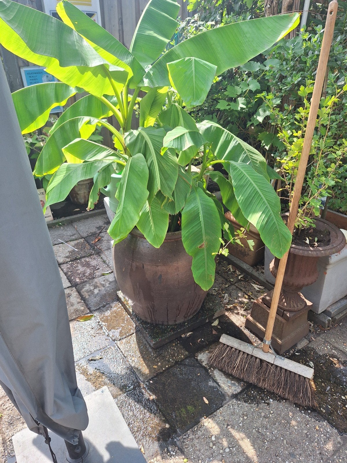 Grote bananenplant in pot - Tropische sfeer voor uw tuin, Tuin en Terras, Ophalen, Overige soorten, Volle zon