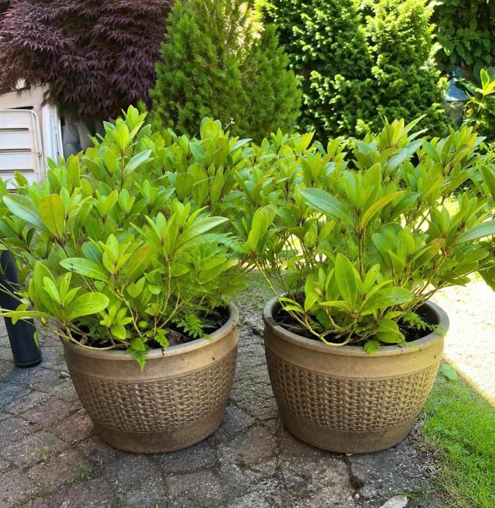 Originele Duitse keramische tuinpotten (Eifel), Ophalen, Overige materialen, Gebruikt, Minder dan 30 cm