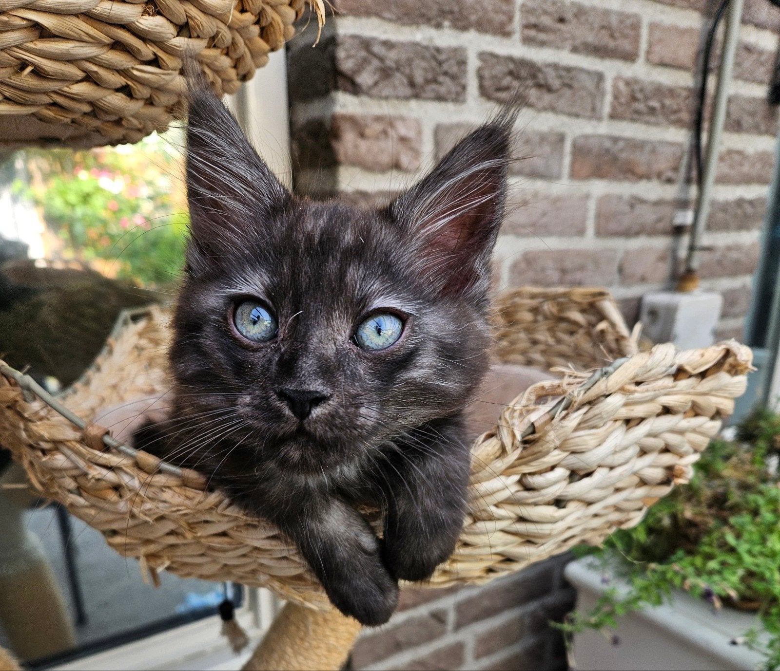 maine coon 100%, Meerdere dieren, Gechipt, 0 tot 2 jaar