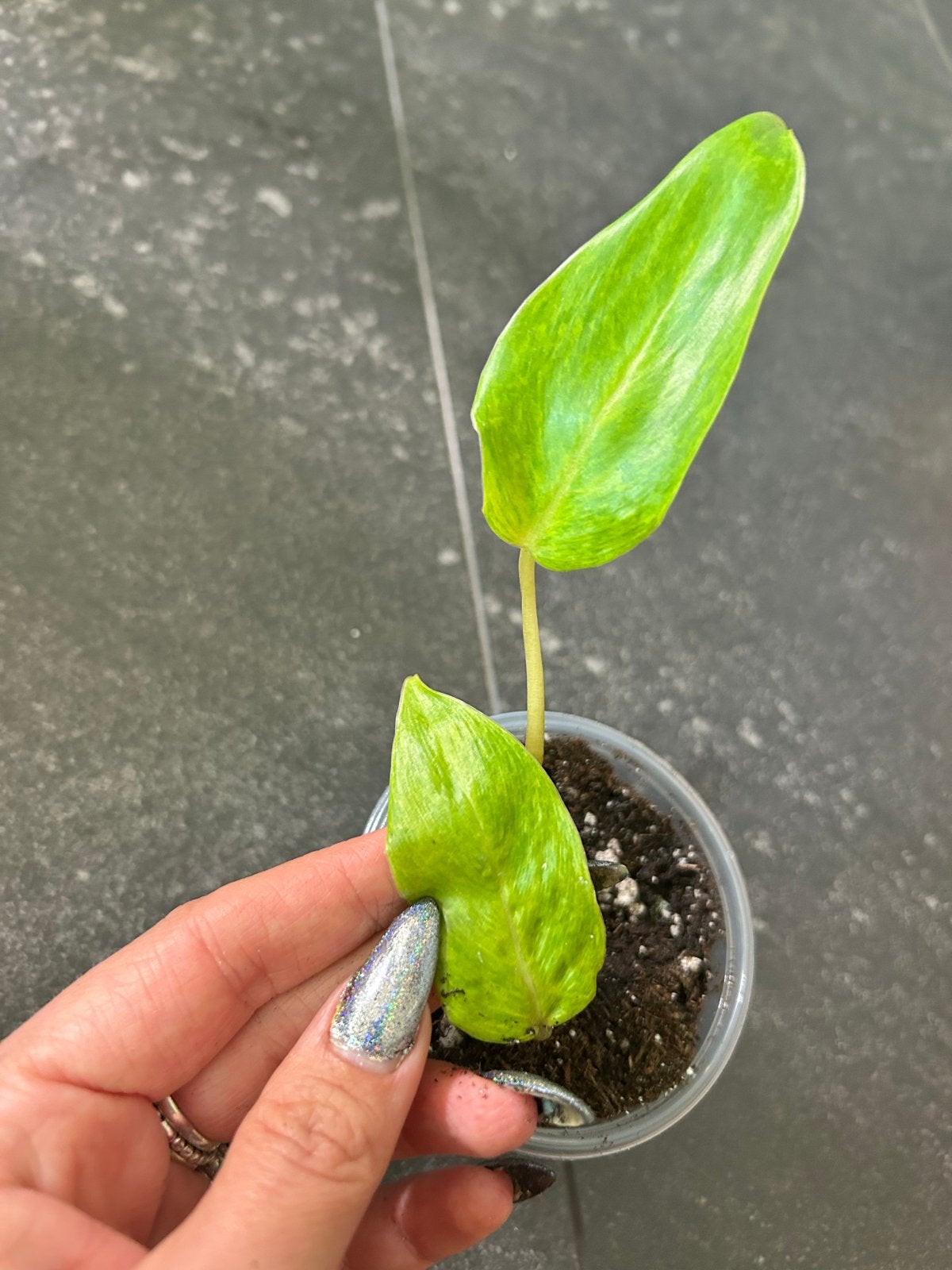 Baby Philodendron Painted Lady - Unieke Kamerplant, Ophalen of Verzenden
