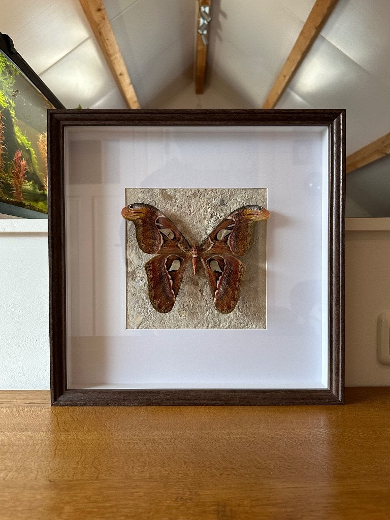Attacus Atlas vlinder, Ophalen of Verzenden