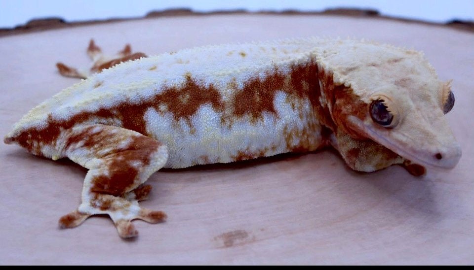 Red Lilly white wimpergekko, ciliatus Crested Gecko photo 3