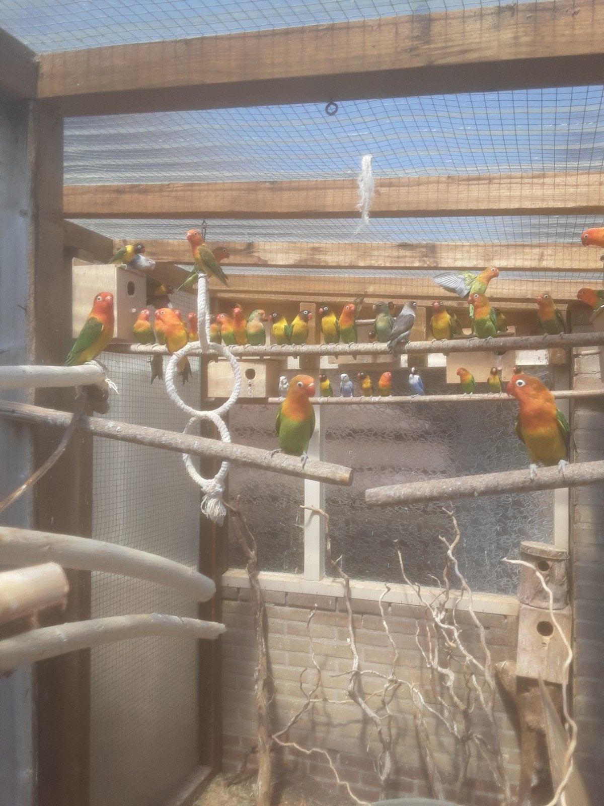 Agapornis, Dieren en Toebehoren, Vogels | Kanaries, Geslacht onbekend, Zangkanarie