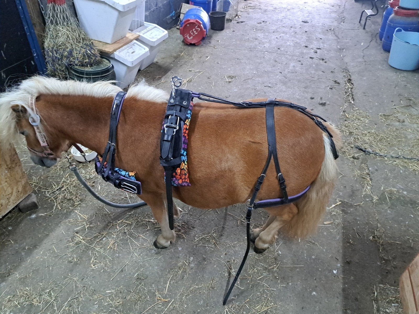 Zwarttuigset, Ophalen of Verzenden, Nieuw, Overige soorten