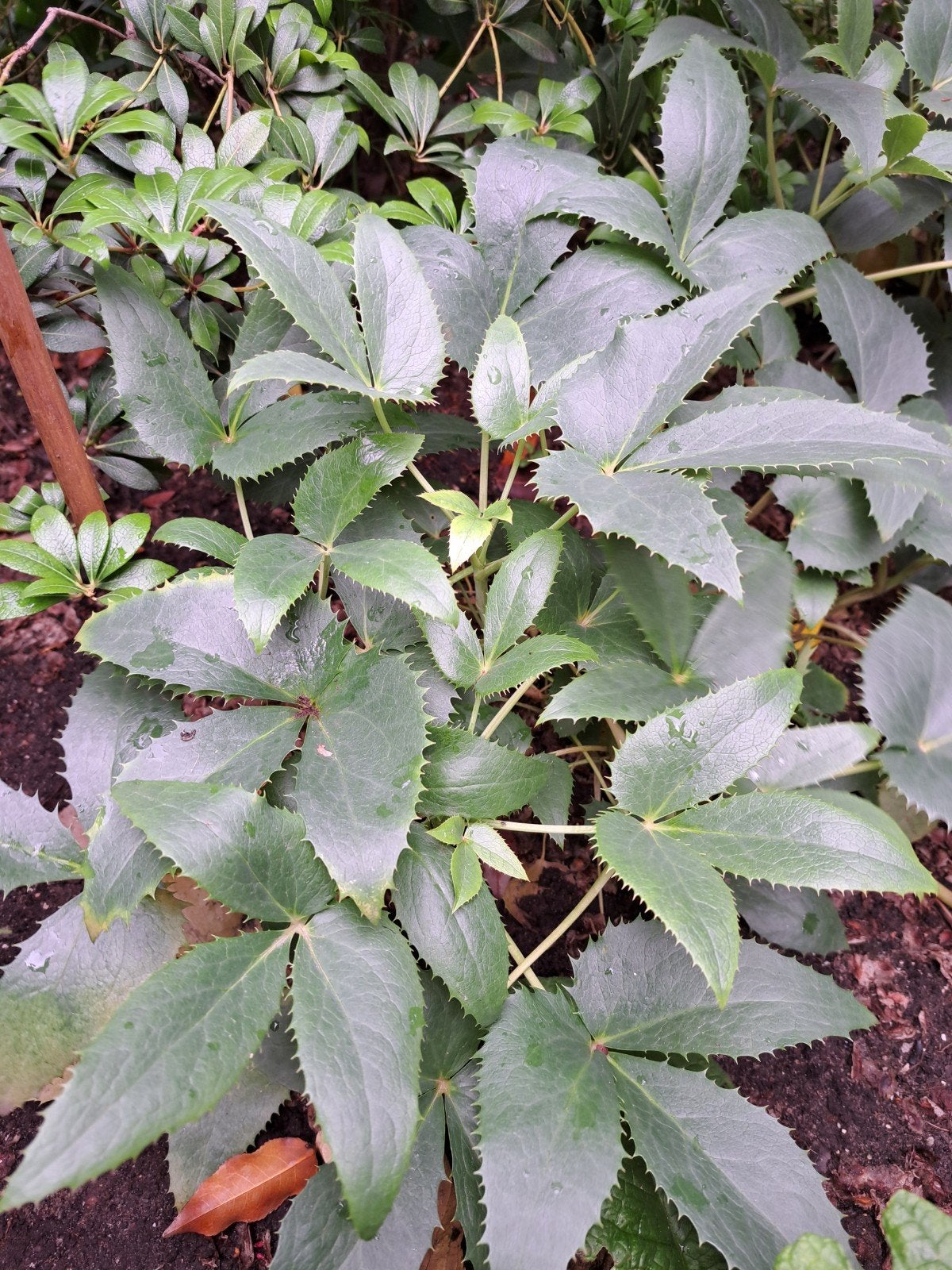Meerdere helleborus planten, Ophalen, Winter, Vaste plant, Overige soorten