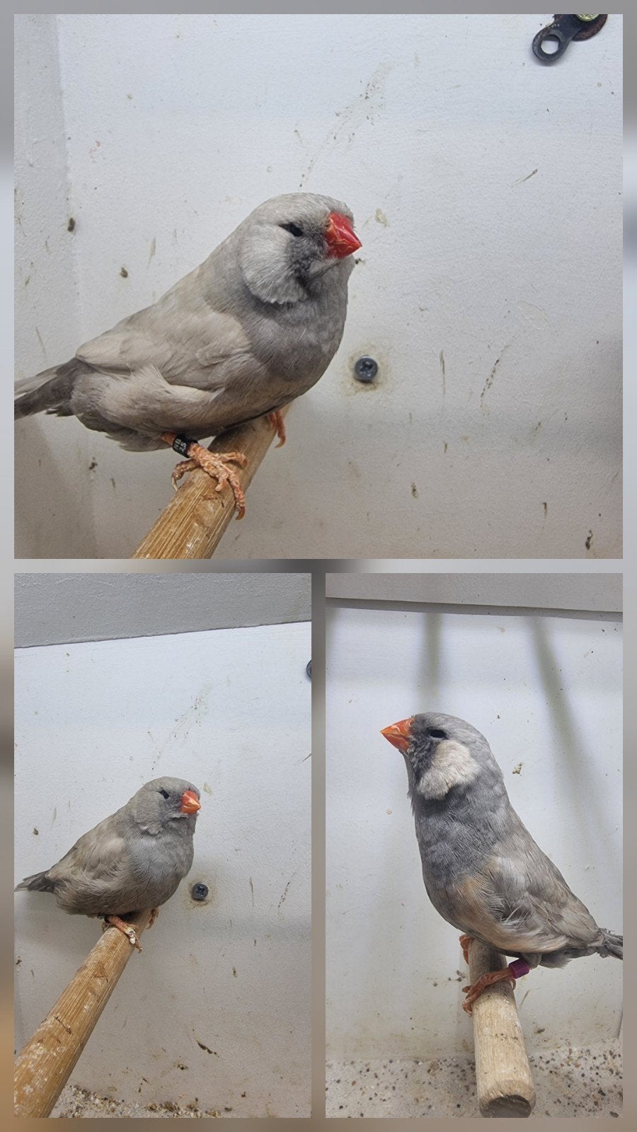 Te koop charcoal Pastel, Meerdere dieren
