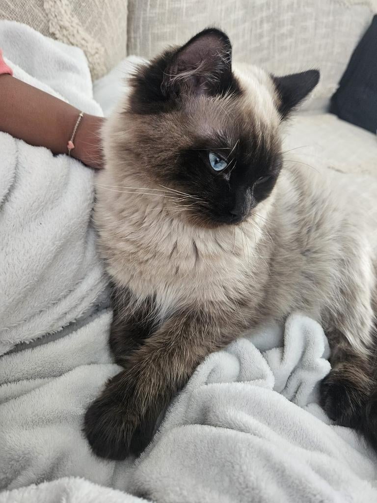 Ragdoll Kater (8 maanden oud), Kater, Gechipt, 0 tot 2 jaar