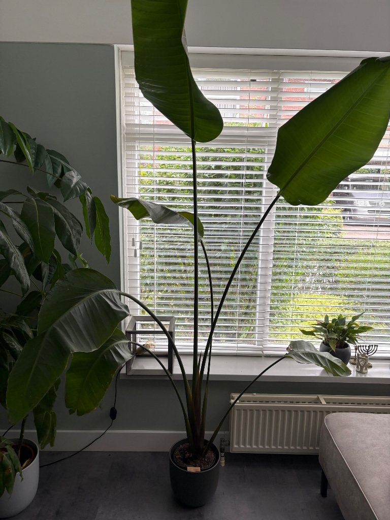 Strelitzia Nicolai plant, Groene kamerplant, Ophalen, Halfschaduw, 150 tot 200 cm