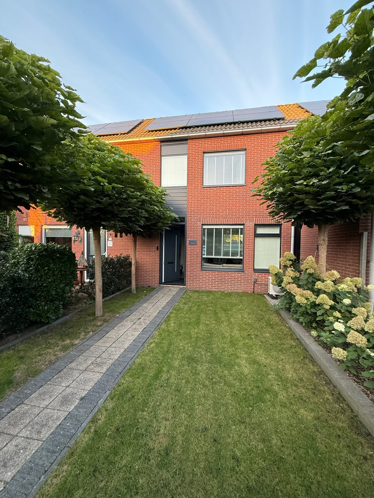 6 Bolcatalpa's - Prachtige bomen voor uw tuin, Tuin en Terras, Ophalen of Verzenden, 250 tot 400 cm, Zomer, Volle zon