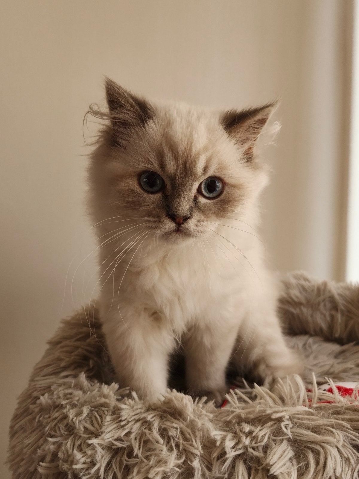 Britse langhaar kitten, Kater, 0 tot 2 jaar