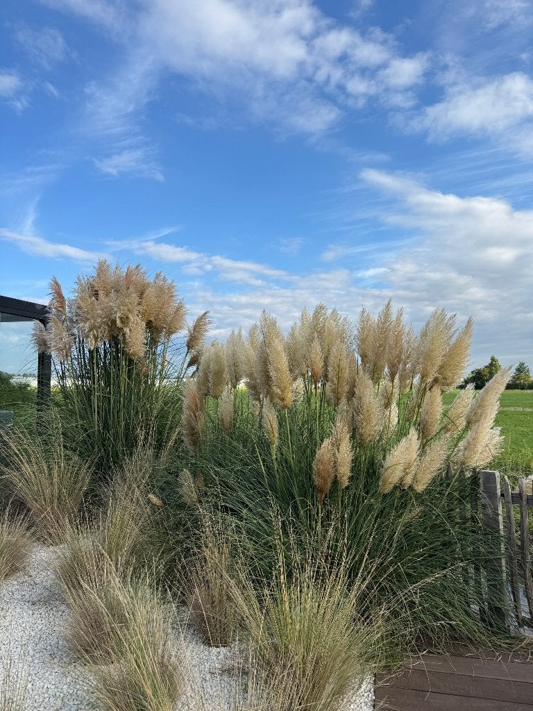 Pampas pluimen, Ophalen, Nieuw