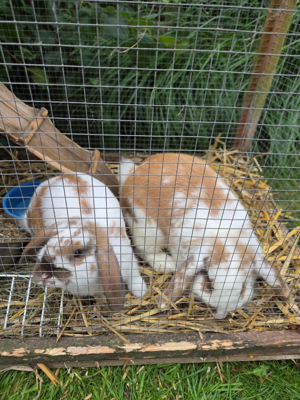 Jonge hangoor dwergkonijntjes, 2 rammen 1 voedster, Dieren en Toebehoren, Konijnen, Meerdere dieren, Dwerg, Hangoor