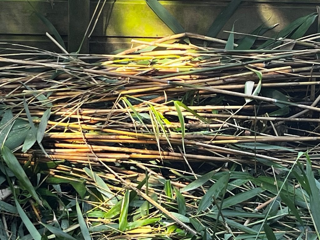 bamboe voor stokken of insectenhotel, Ophalen, Bloeit niet, Overige soorten, Halfschaduw