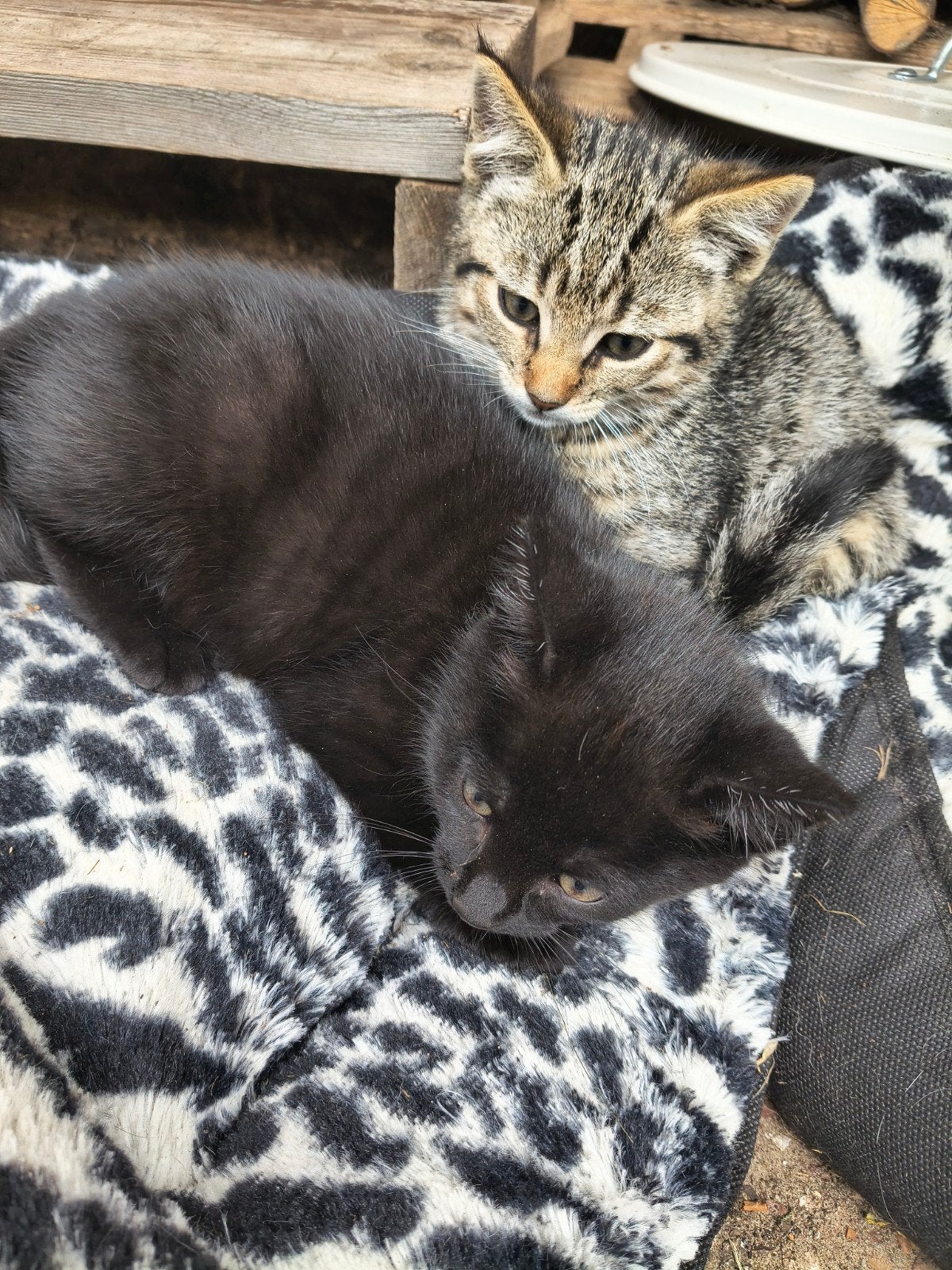 1 kitten te koop kater, Meerdere dieren