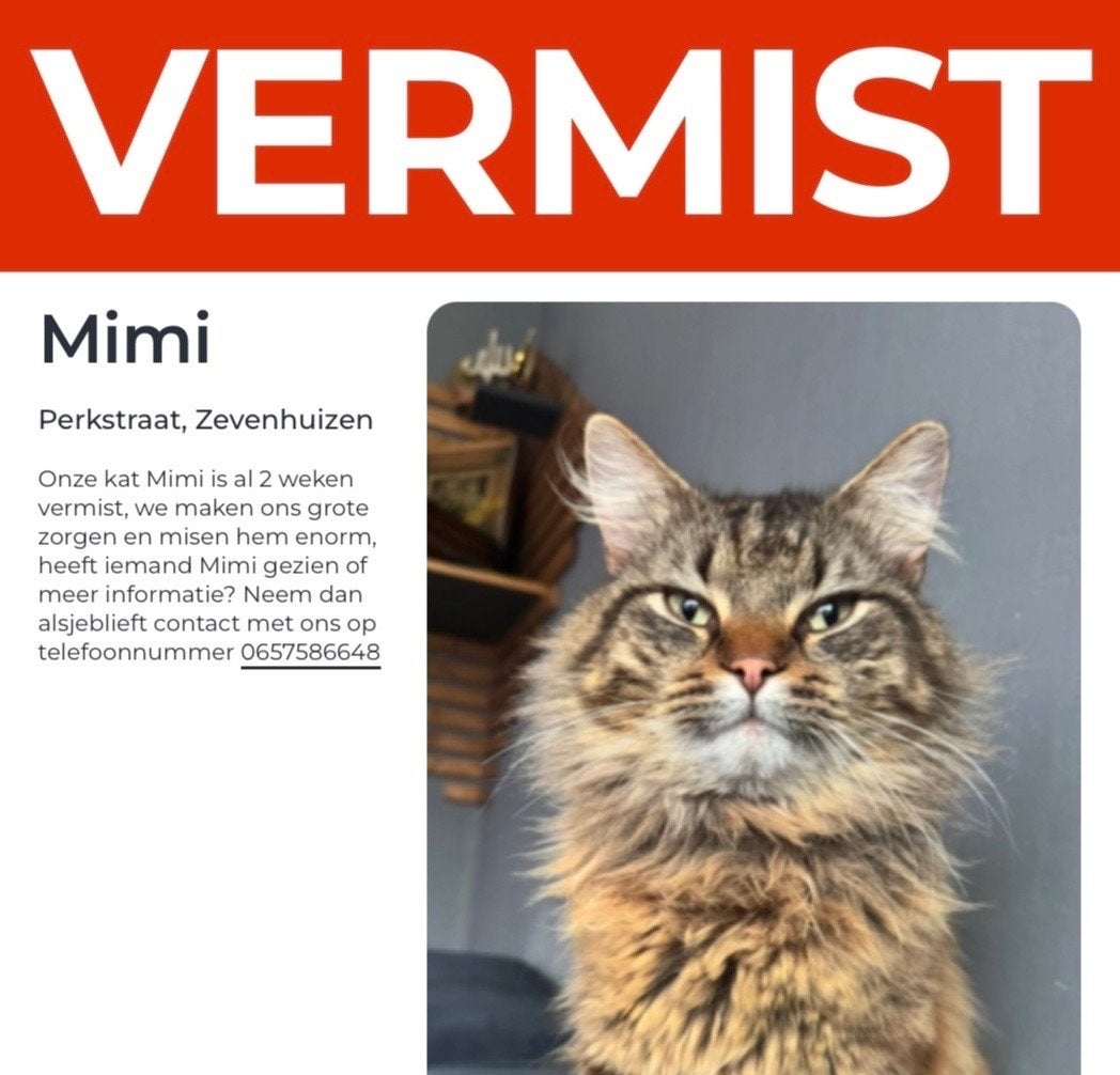 Vermist onze lieve Mimi, Kat