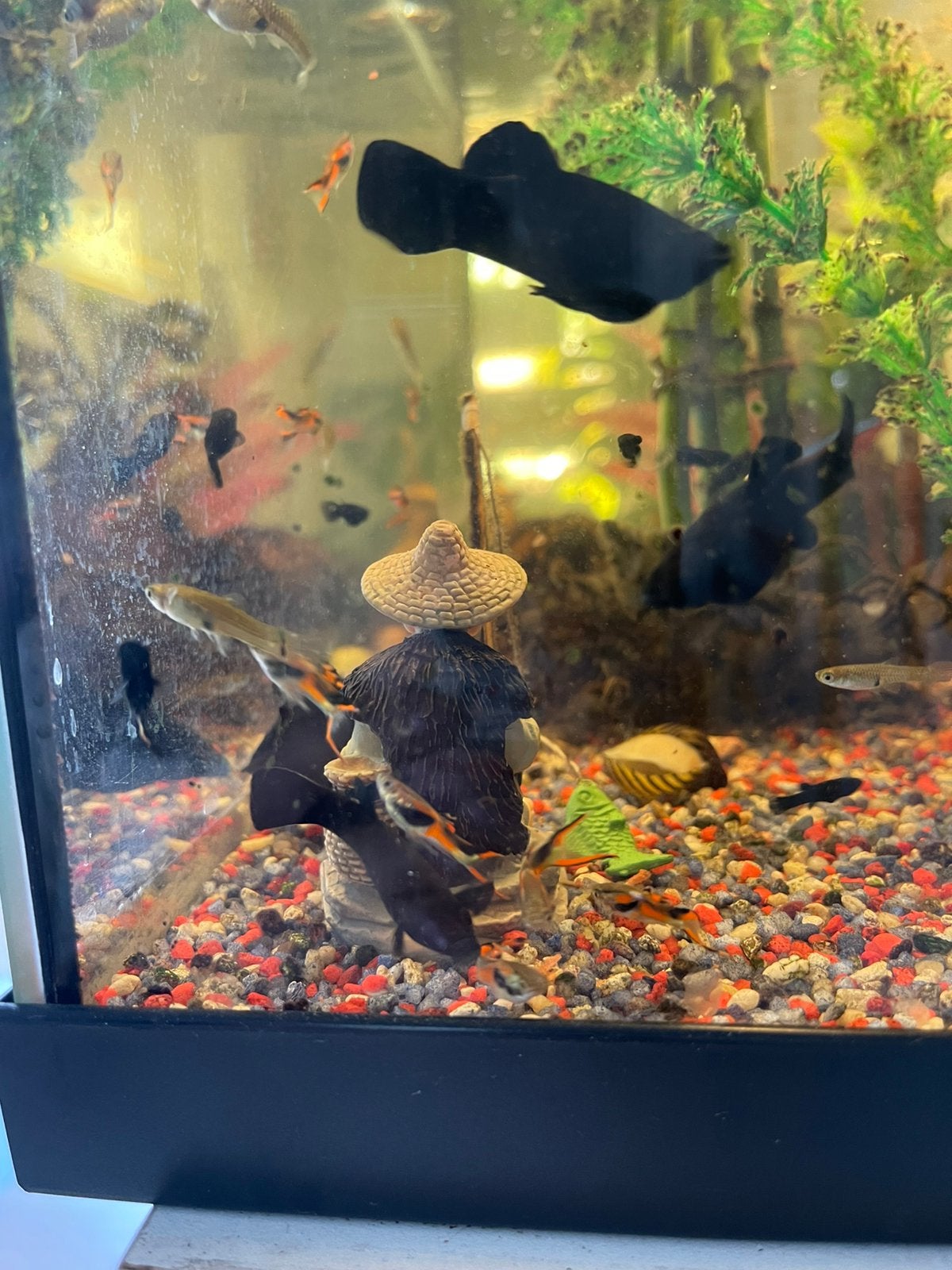 Vis Black Molly, Dieren en Toebehoren, Ophalen, Zo goed als nieuw