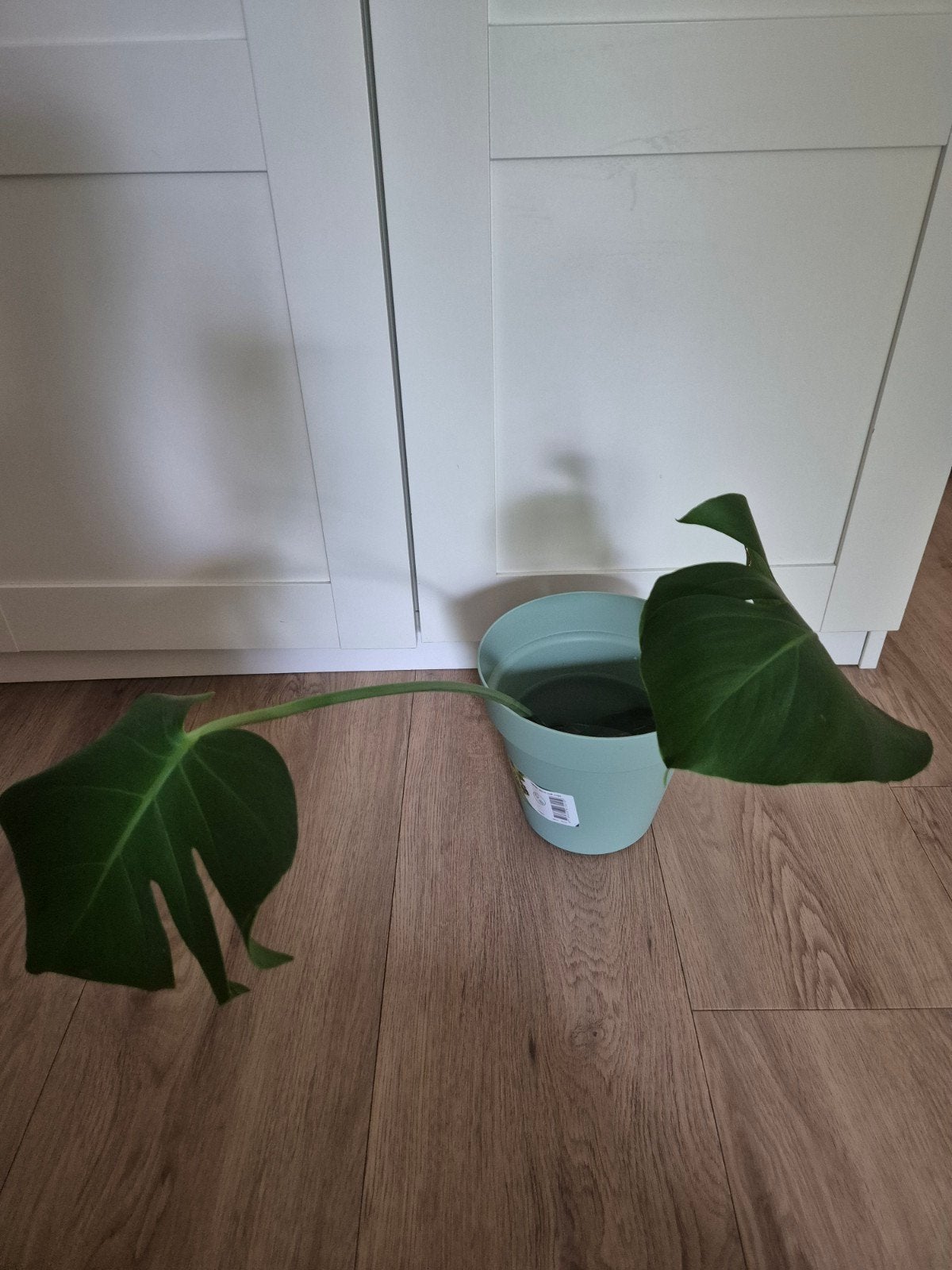 Monstera stekje met wortels, Ophalen, Overige soorten, Halfschaduw, Minder dan 100 cm