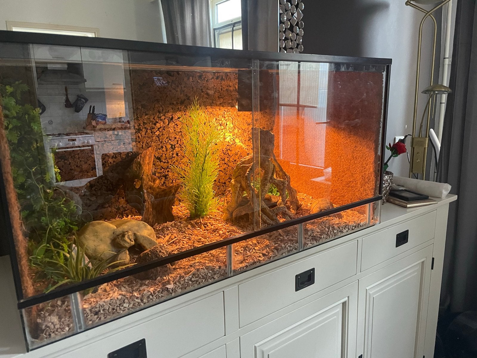 korenslang (+terrarium en inrichting), Dieren en Toebehoren, Ophalen, Zo goed als nieuw