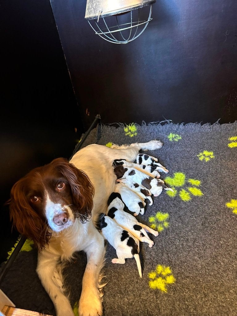 Engelse springer spaniel pups FCI stamboom, Dieren en Toebehoren, Honden | Retrievers, Spaniëls en Waterhonden, Parvo, 8 tot 15 weken