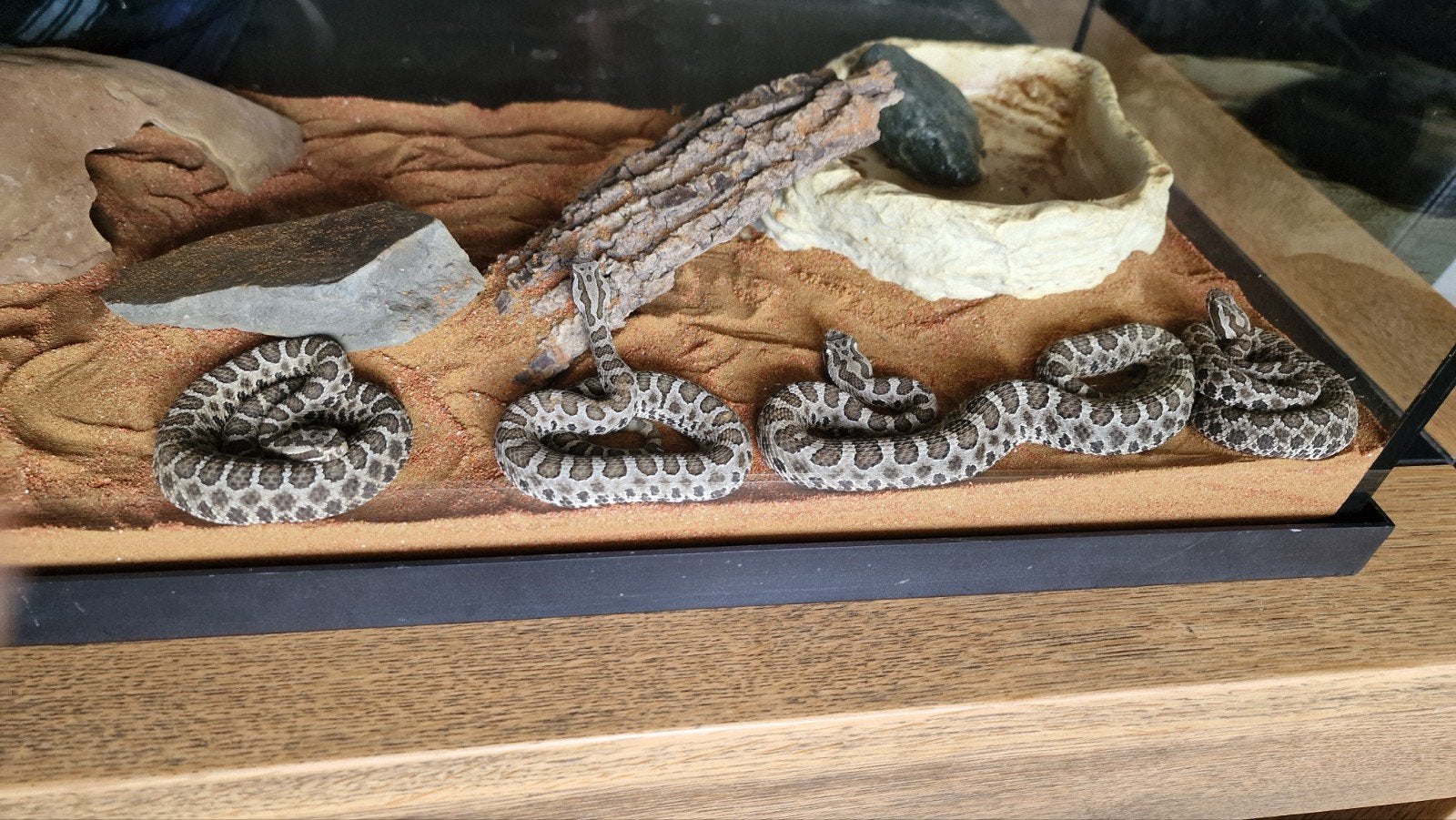 Sistrurus catenatus tergeminus, Dieren en Toebehoren, Slang, 0 tot 2 jaar