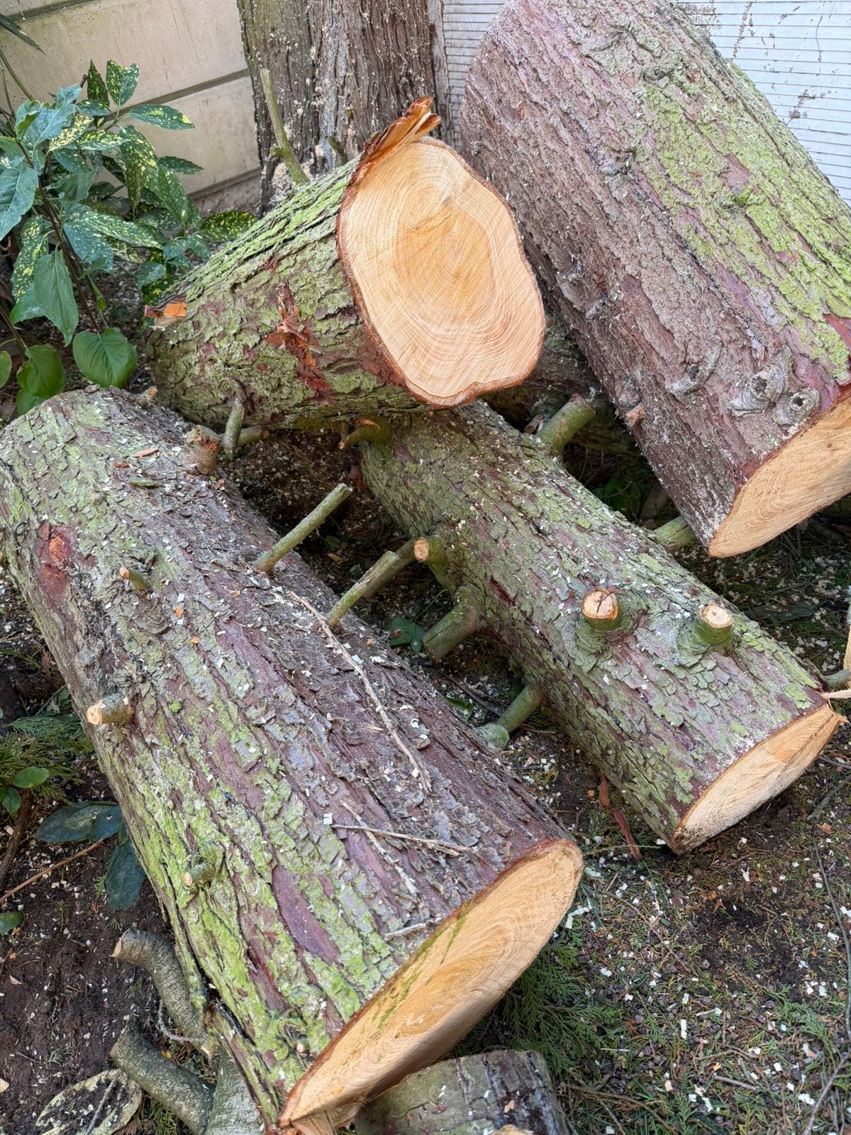 Gratis openhaard hout, Tuin en Terras, Minder dan 3 m³, Ophalen