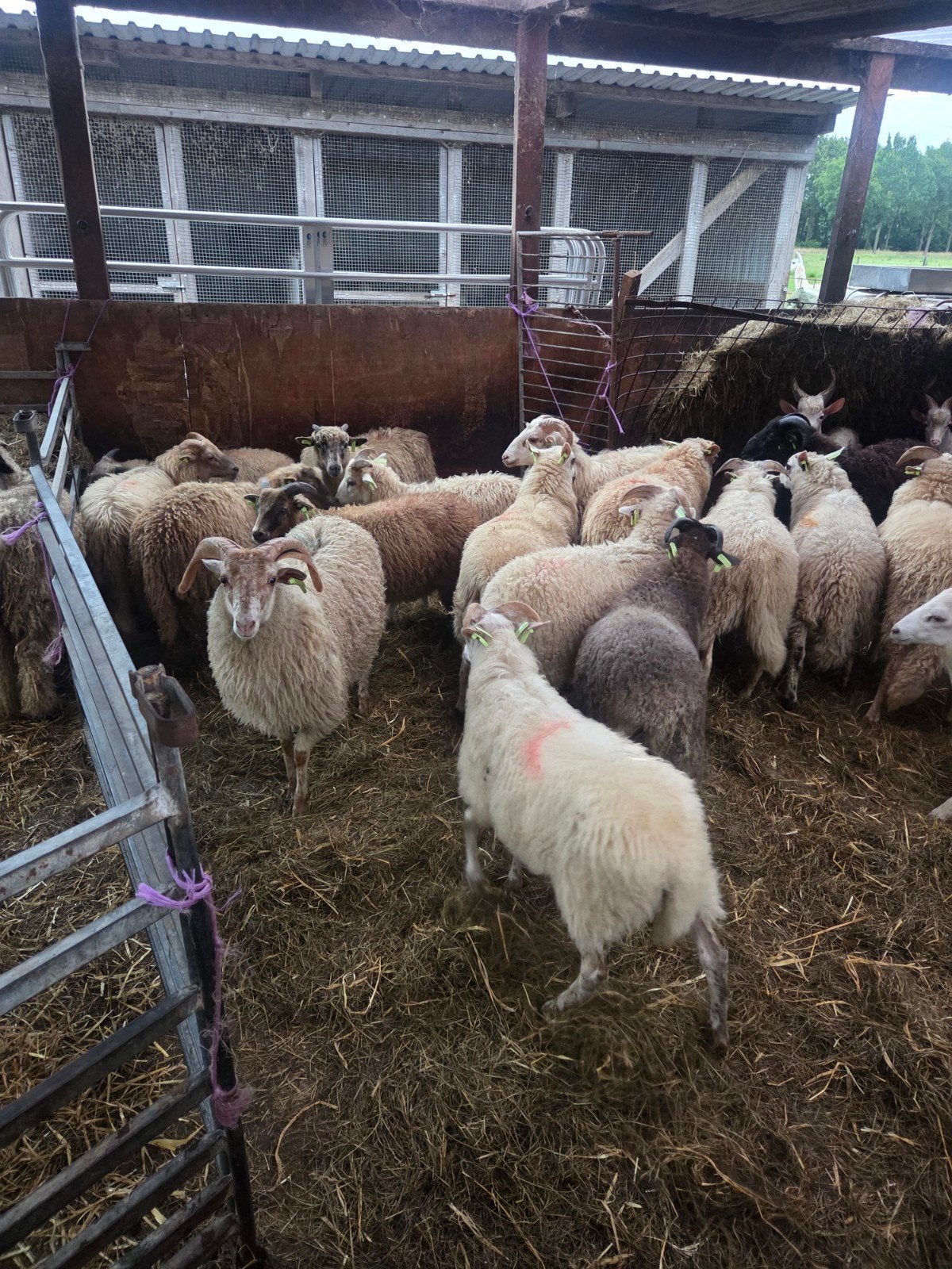 te koop koppel rammen, Dieren en Toebehoren, Meerdere dieren, Schaap