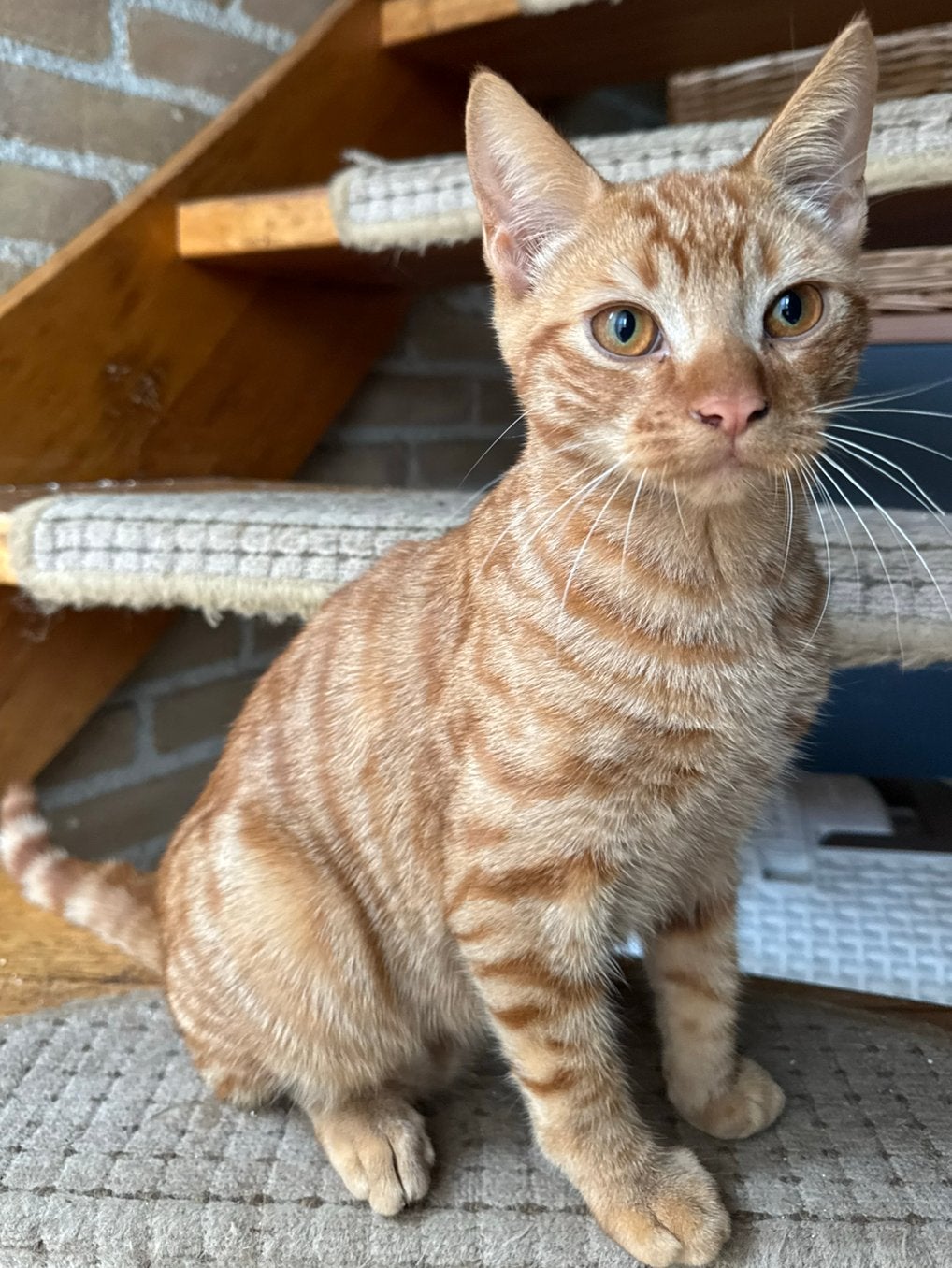 Liever toyger kruising kittens, Dieren en Toebehoren, Meerdere dieren, Kortharig, 0 tot 2 jaar
