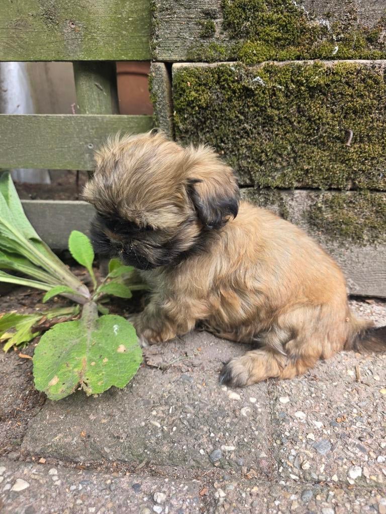 2 boomer teefjes van 8 weken, Dieren en Toebehoren, 8 tot 15 weken, Teef, Meerdere, Nederland