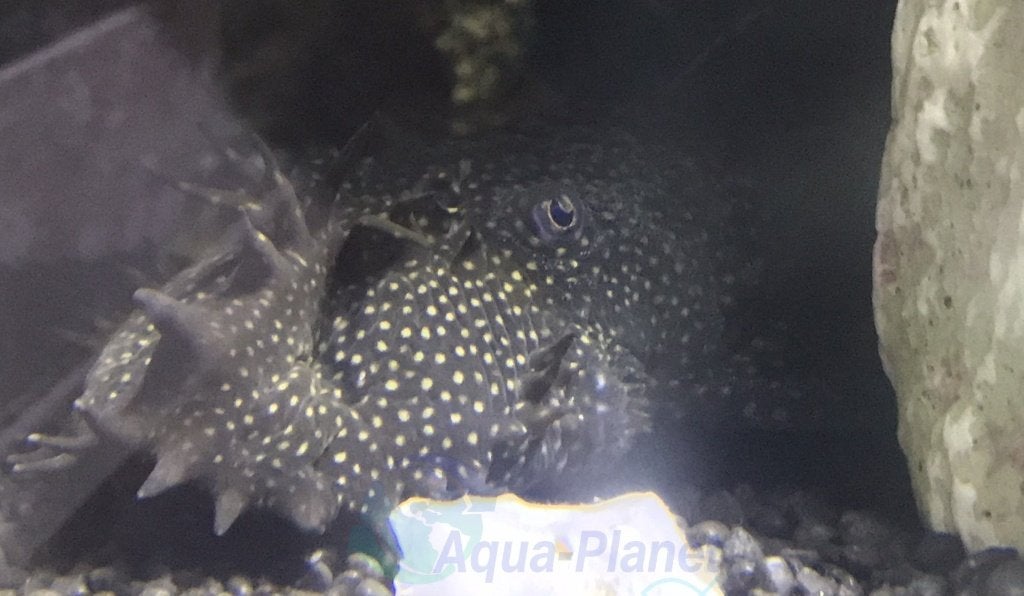 Ancistrus spec., Vis, Zoetwatervis