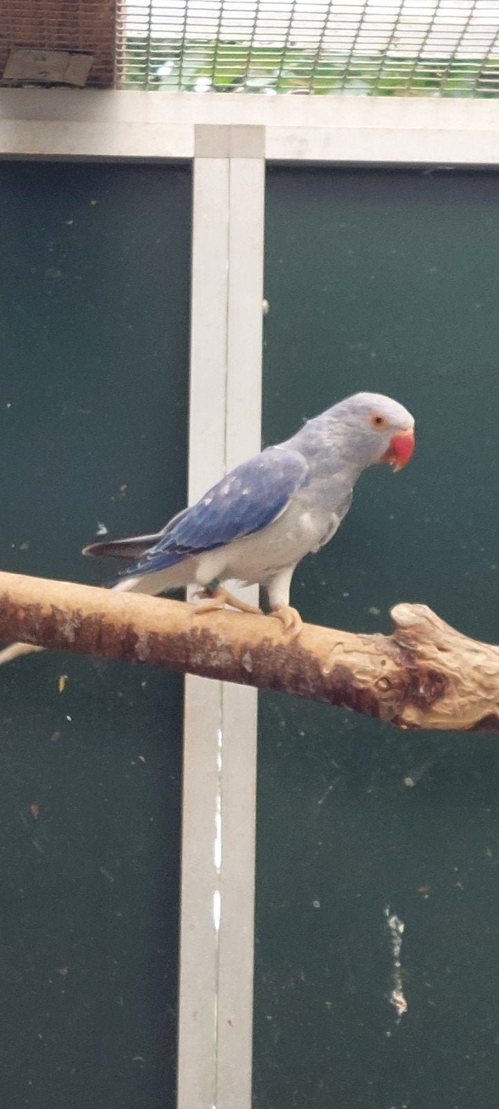 halsbandparkiet, Dieren en Toebehoren, Vogels | Parkieten en Papegaaien, Vrouwelijk, Parkiet