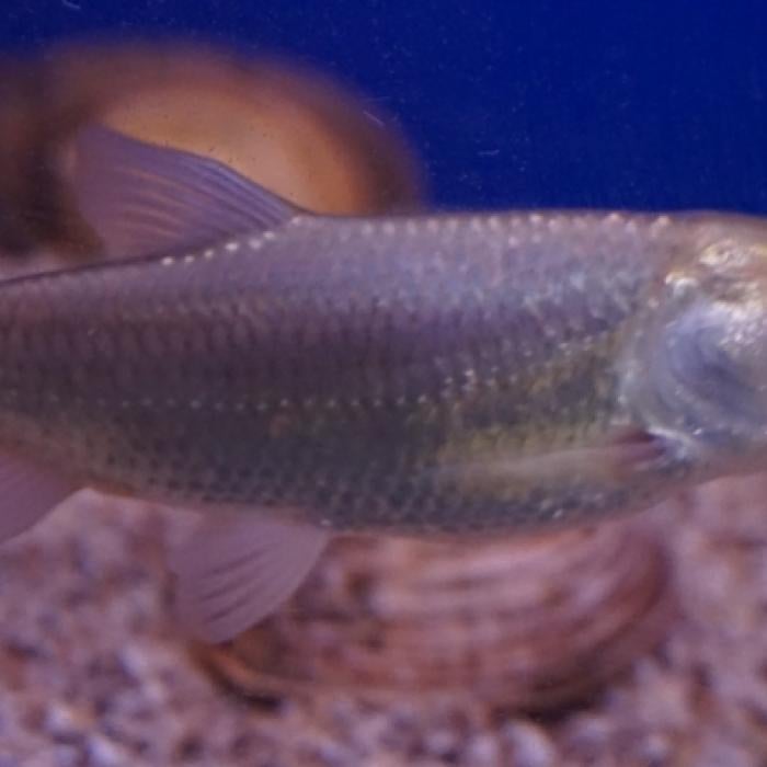 Ctenopharyngodon idella, Dieren en Toebehoren, Vis