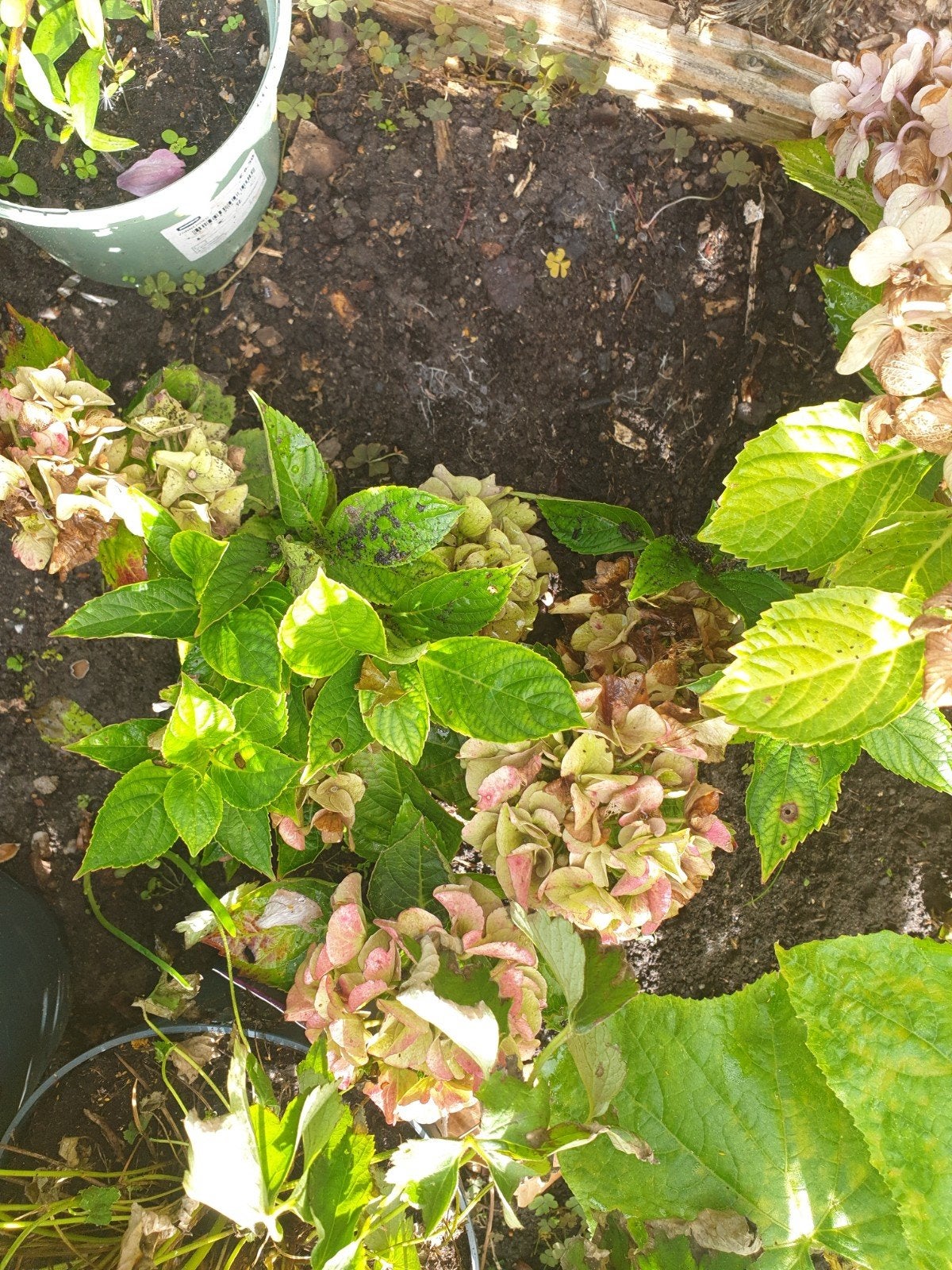 plant, Tuin en Terras, Ophalen of Verzenden, Overige soorten, Halfschaduw