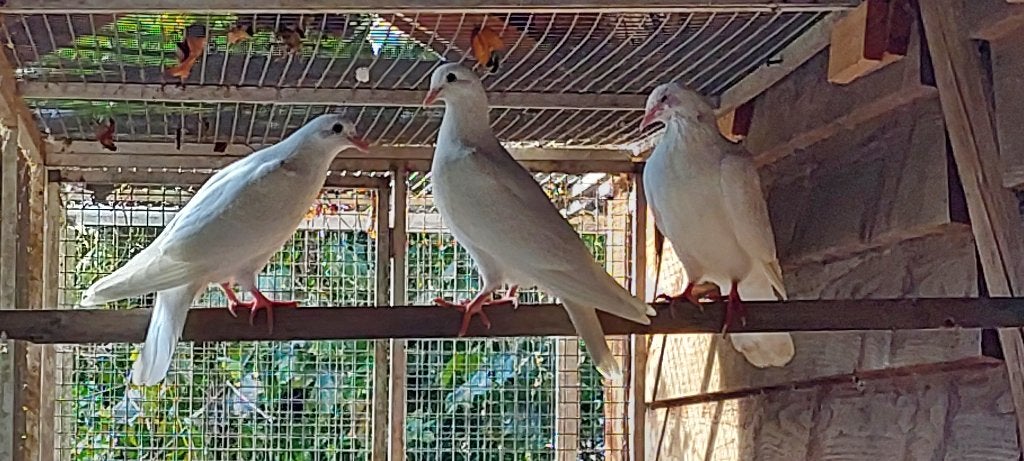 Duiven witte wit, Meerdere dieren, Overige soorten