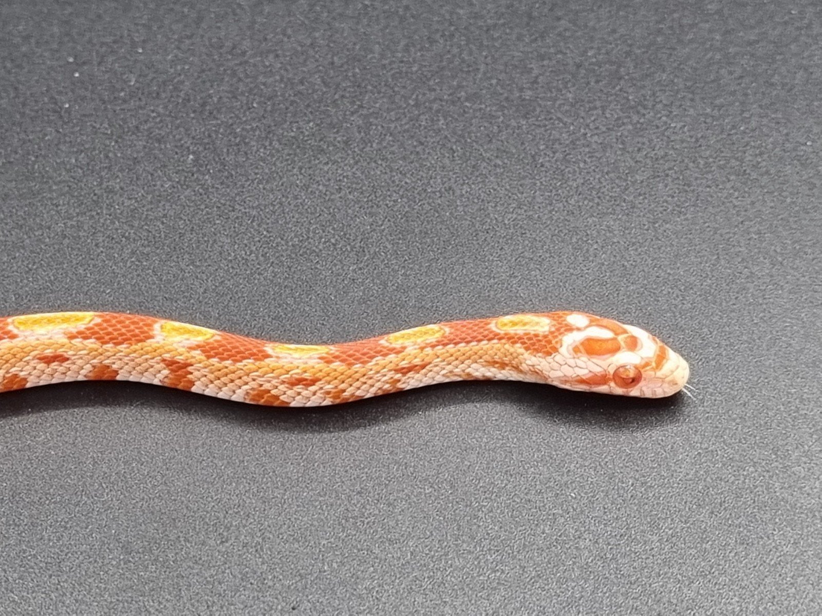 jonge rode rattenslangen - butter, golddust, ultramel, amel Corn Snake photo 2