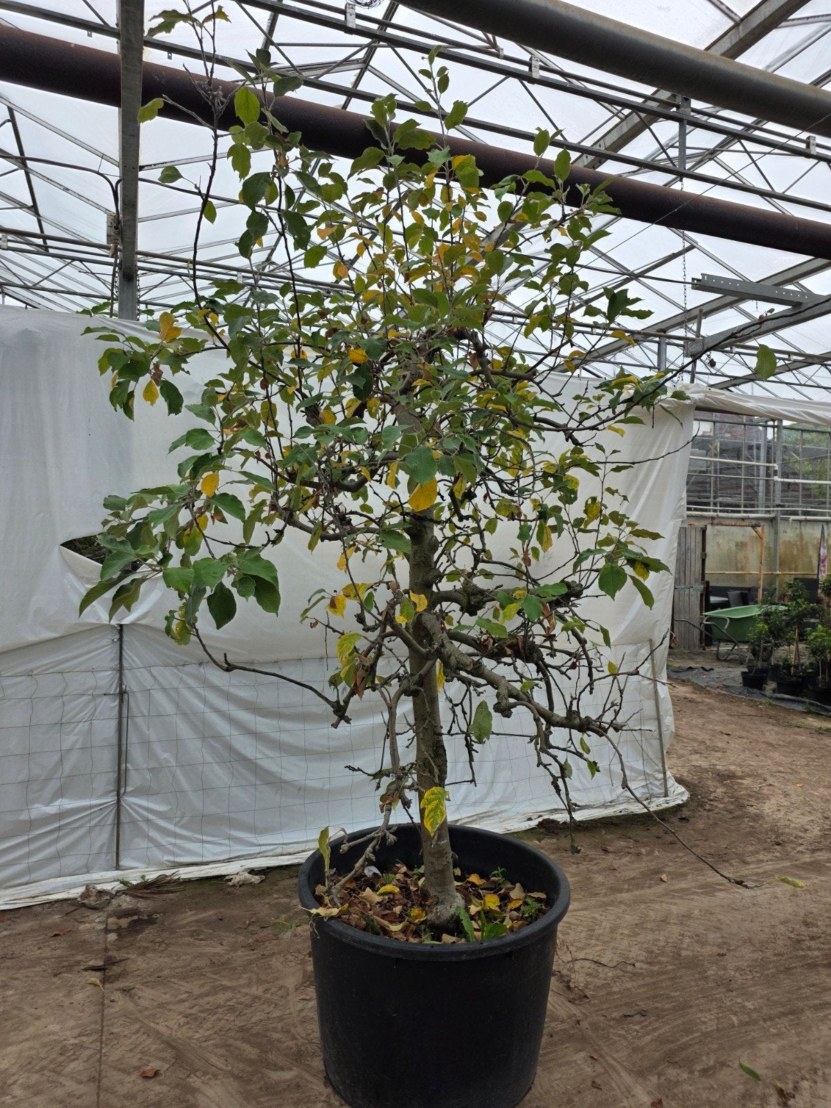 Appelboom Dijkmanszoet, Tuin en Terras, Lente, 100 tot 250 cm, Volle zon, In pot