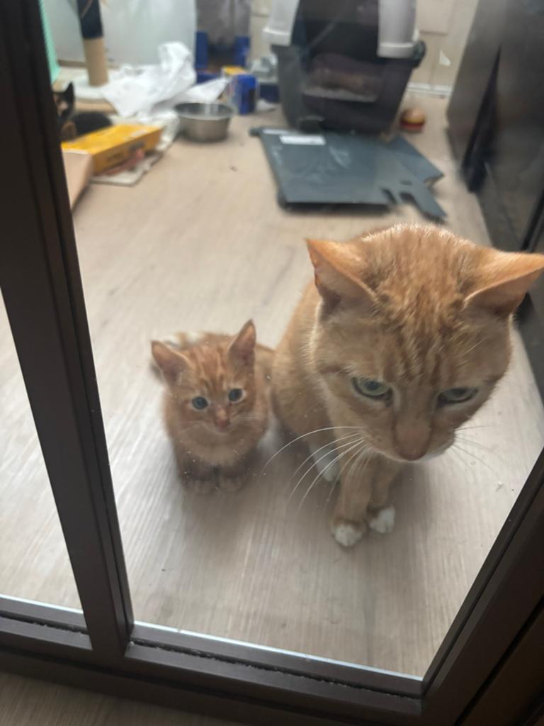 3 kittens, Dieren en Toebehoren, Meerdere dieren