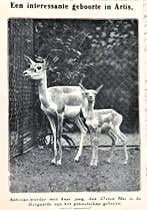 Artis 1918; antilope-moeder met in artis geboren jong, Verzenden, Voor 1940, Gebruikt, Dier