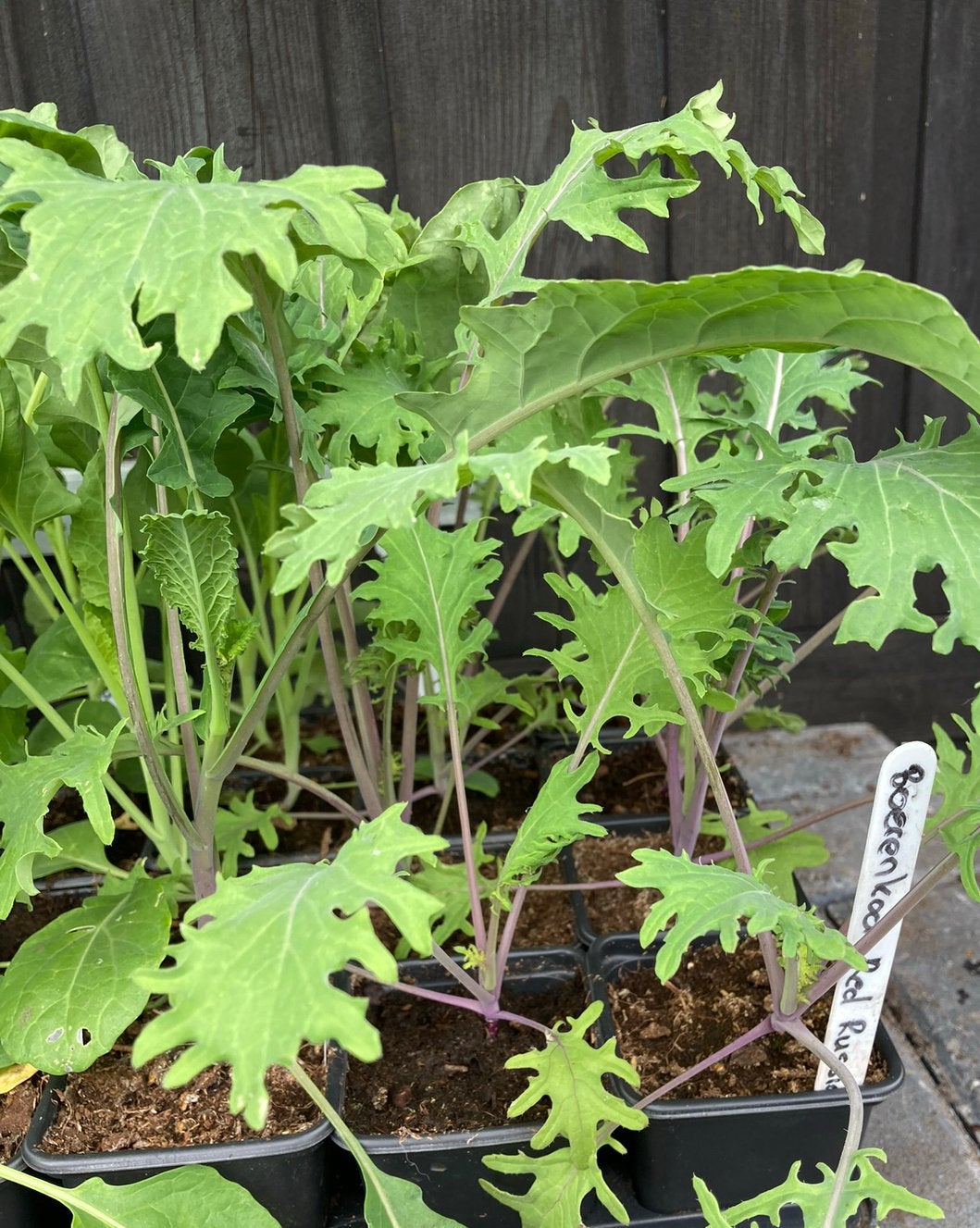 Plukkool Red Russian BIOLOGISCH, Tuin en Terras, Planten | Tuinplanten, Ophalen, Eenjarig, Groenteplanten, Volle zon