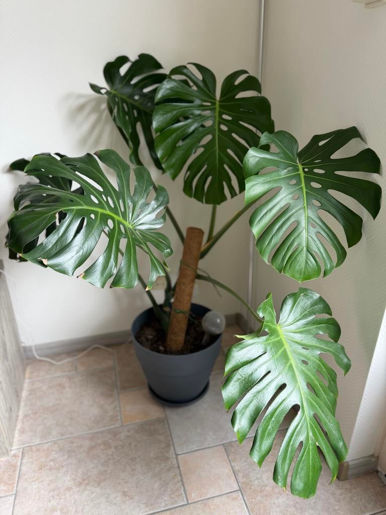 NU WEG!! Grote Monstera Deliciosa - 6 grote bladeren, Ophalen, 100 tot 150 cm, Overige soorten, Halfschaduw