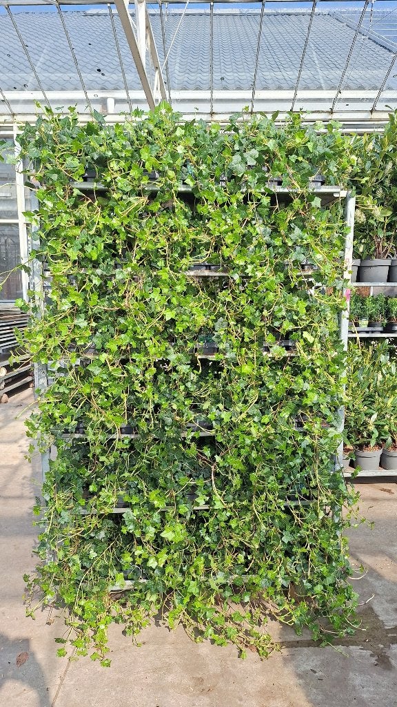Hedera Planten Kopen voor jouw Tuin en Terras | Marktplaats
