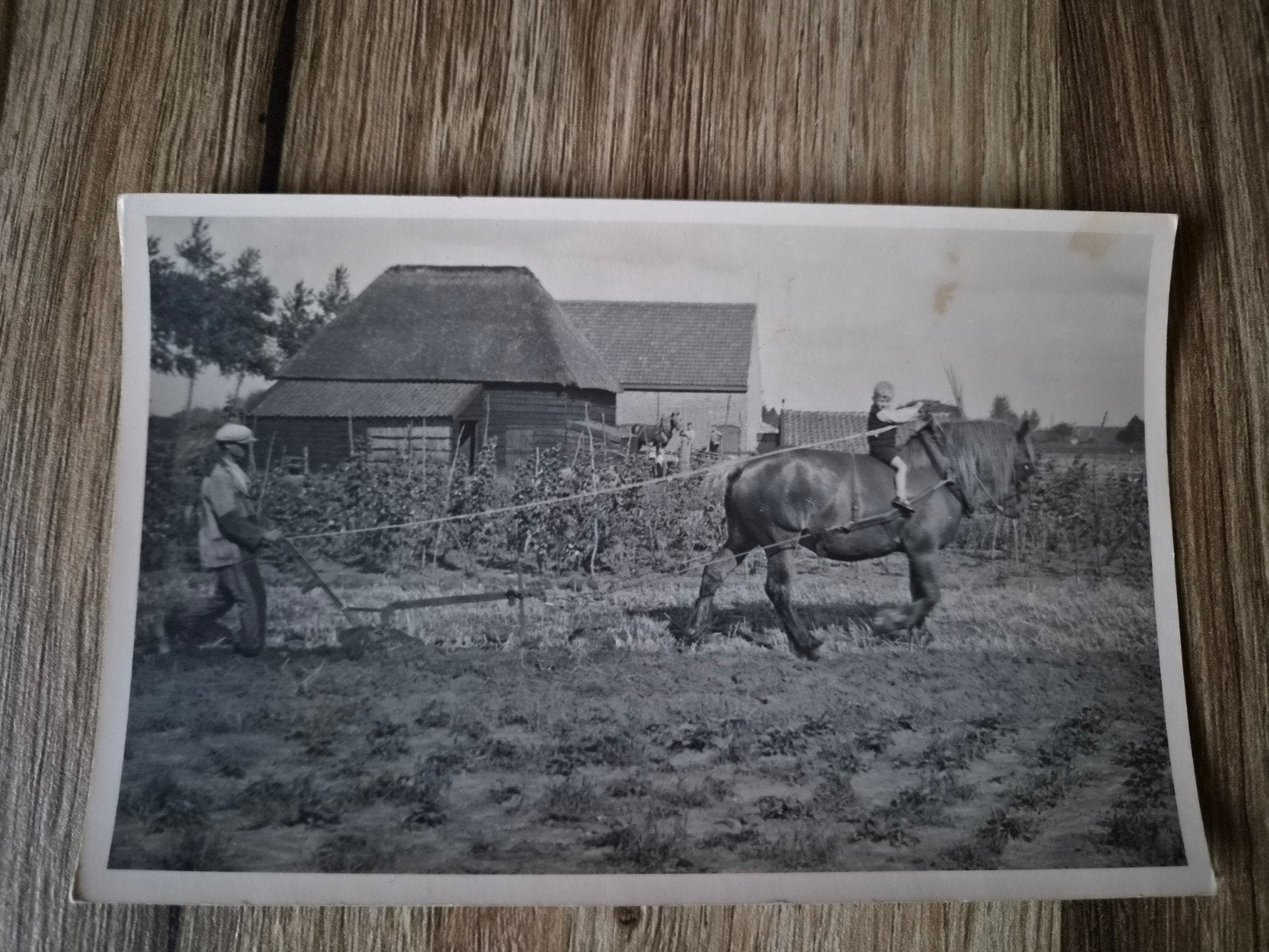 Fotokaart, ploegende boer met paard en jochie op de rug., Ophalen of Verzenden, 1920 tot 1940, Gelopen