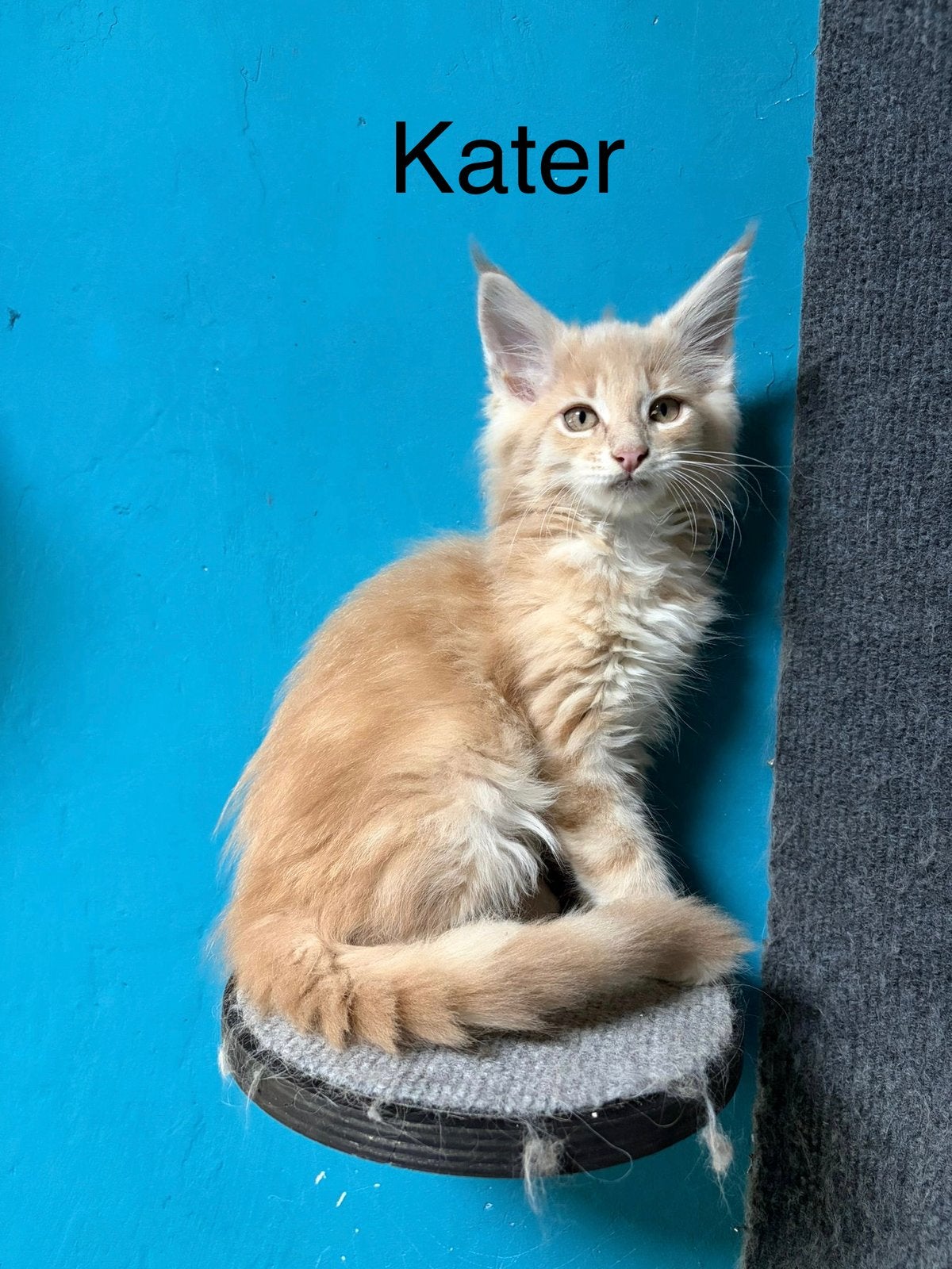 Maine coon kittens, Meerdere dieren, Met stamboom, 0 tot 2 jaar