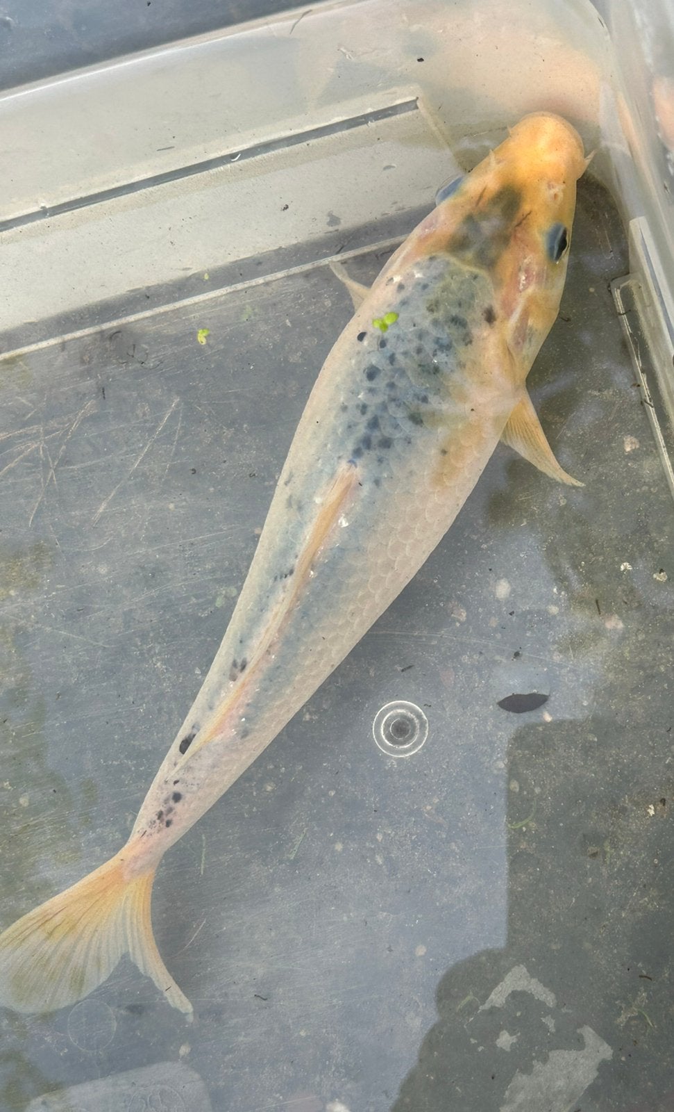 Koi karper 25 cm groot, Dieren en Toebehoren, Karper of Koi