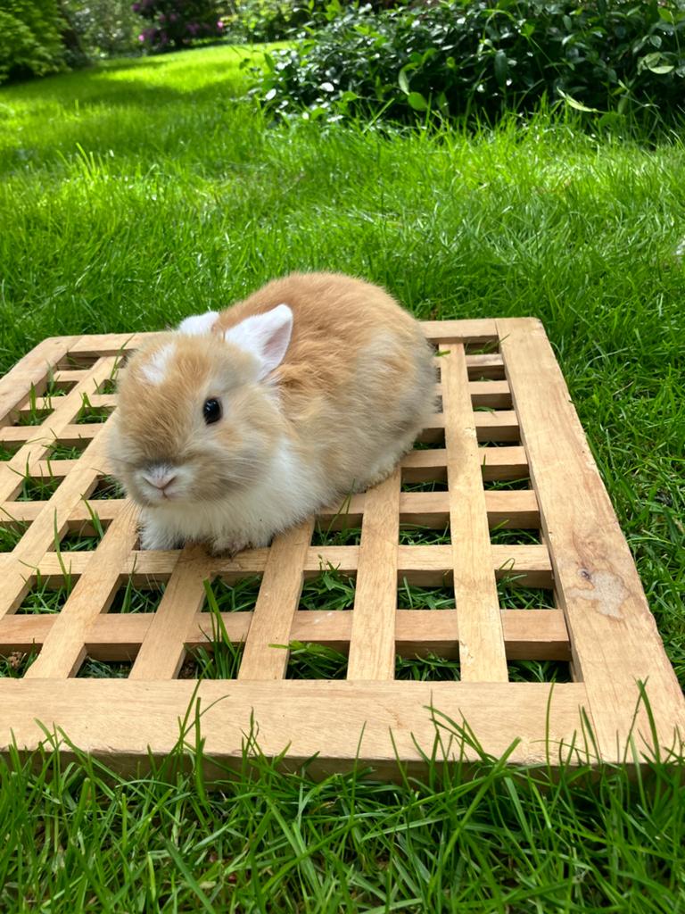 Jonge konijntjes / dwergkonijntjes, Meerdere dieren, Dwerg, Hangoor
