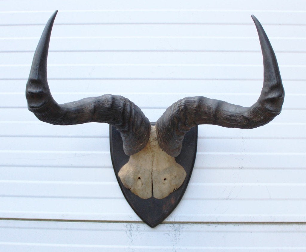Antieke schedel CONGONI HARTEBEEST - rond 1900
