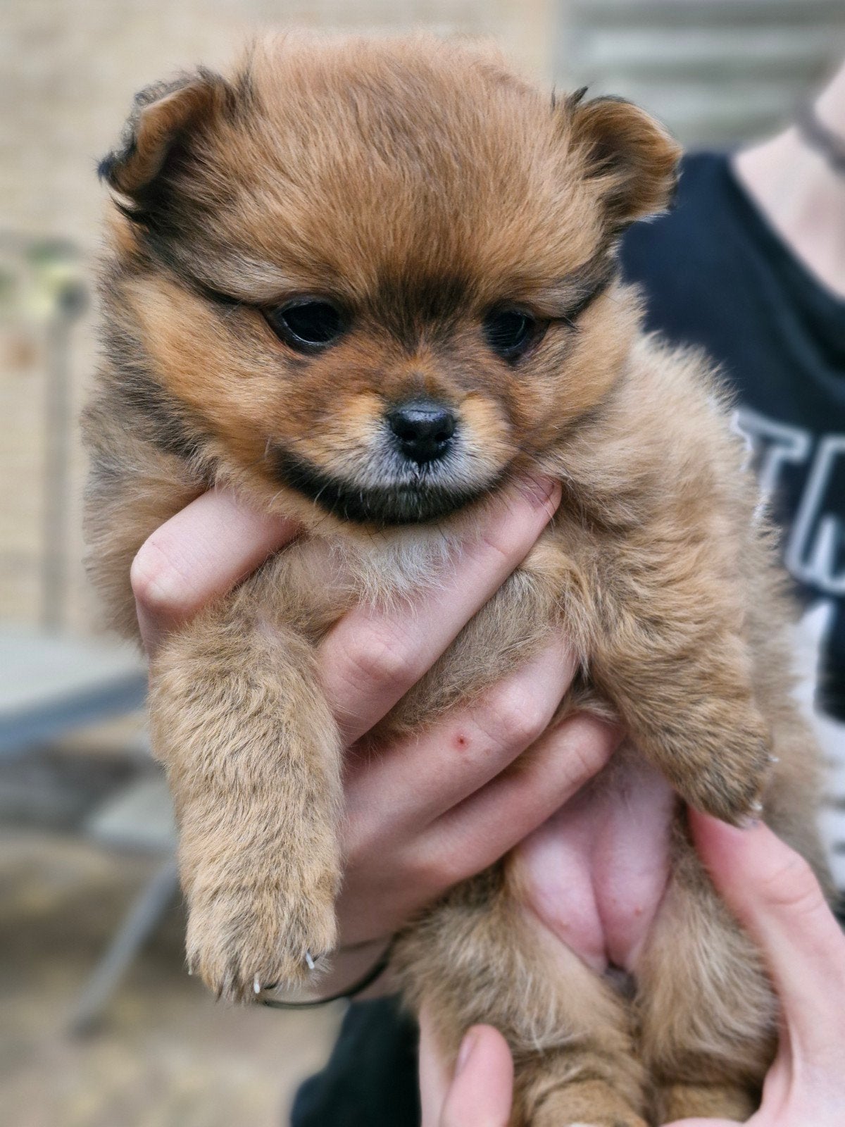Prachtige Pomchi pups nog 2 teefjes 💞, Overige rassen, 8 tot 15 weken, Meerdere, Meerdere dieren