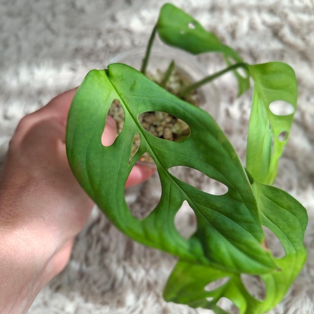 Monstera Esqueleto gewortelde stekjes, Huis en Inrichting, Kamerplanten, Ophalen of Verzenden, Halfschaduw, Minder dan 100 cm