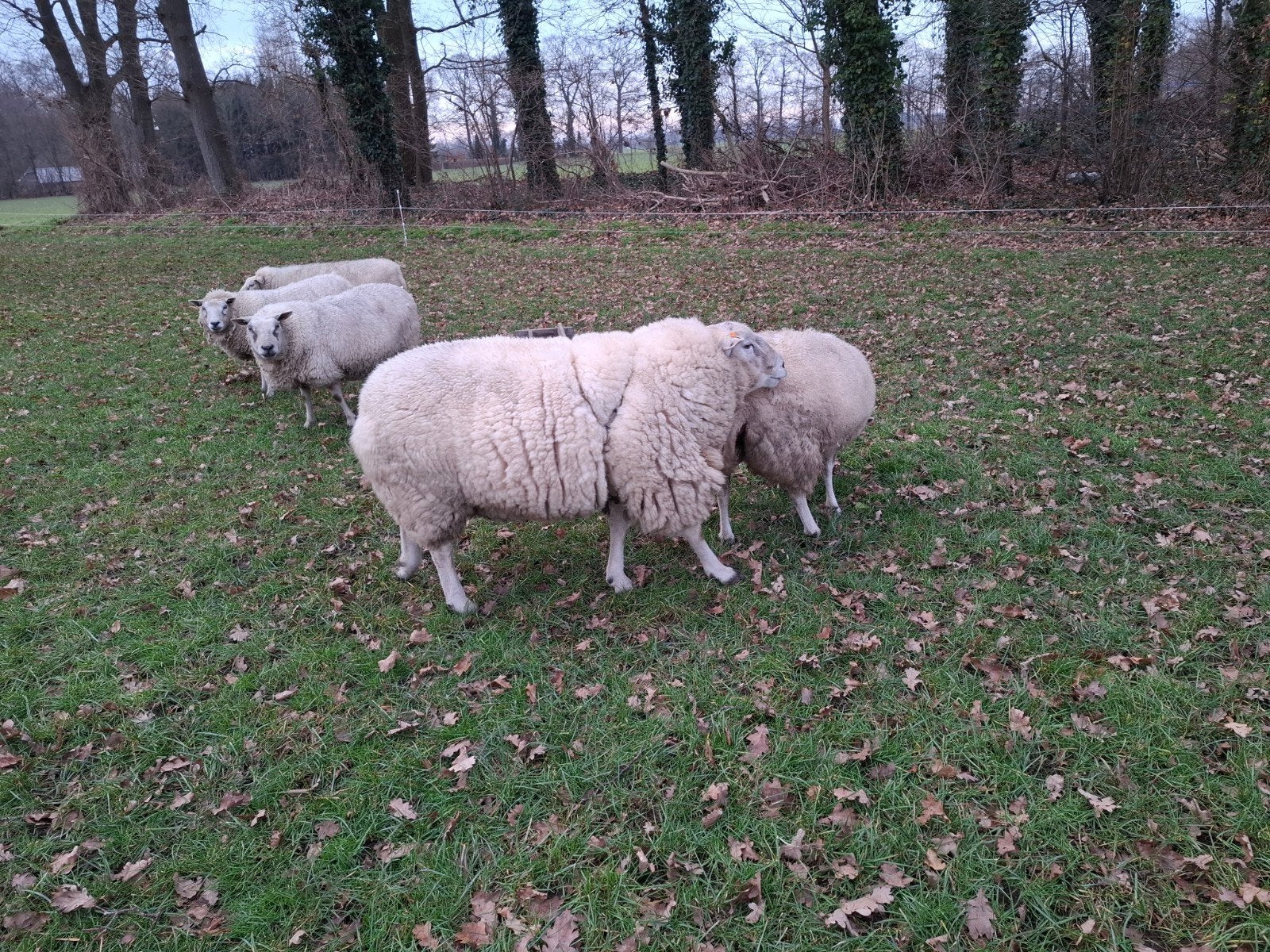 Gezocht: Ram voor fokkerij, Mannelijk, Schaap, 0 tot 2 jaar